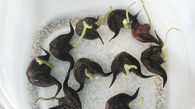 你听说过长在水中的菱角吗?印度也有,国人却不敢吃?