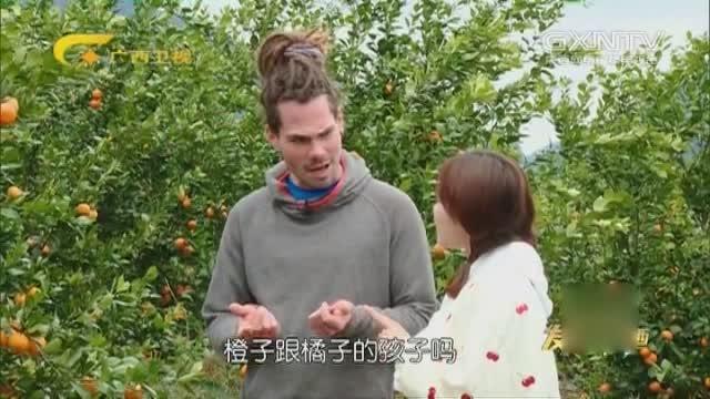 不敢信!广西钟山知名特产贡柑,竟然是橙子与橘
