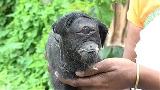 独眼畸形山羊战胜死神顺利生存未来能够生存多长时间