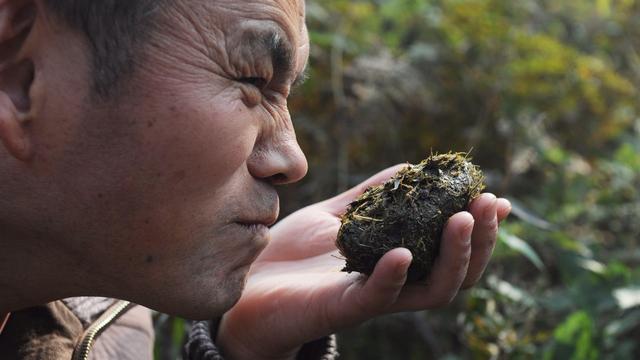 四川这个"熊猫茶"一斤就卖22万,只因是用熊猫粪便浇灌