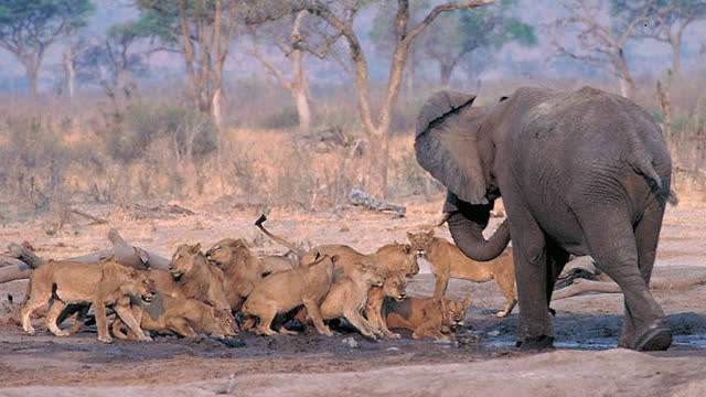 河马|大象|小象_新浪新闻
