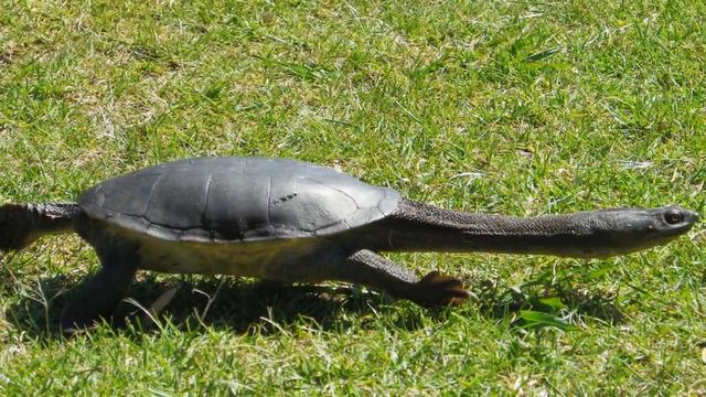 脖子最长的乌龟,遇到危险无法将头缩到脖子里面,只好群居生活