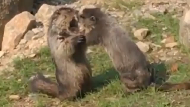 国外土拨鼠恶搞视频,国外土拨鼠恶搞视频大全