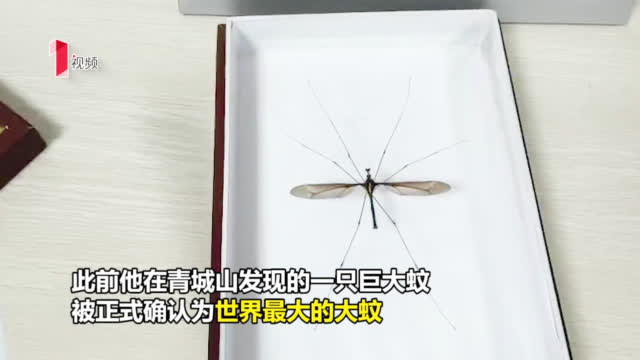 最大的蚊子:25.8厘米 四川发现世界最大蚊子获吉尼斯纪录认证
