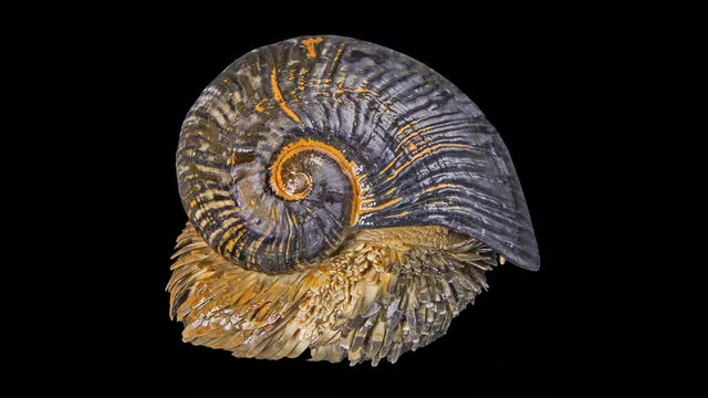 世界上外壳最坚硬的蜗牛,外壳有一层合金膜,子弹都打不穿!