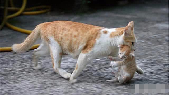 为什么母猫会吃掉刚出生的小猫崽?看完感觉不可思议!_新浪新闻
