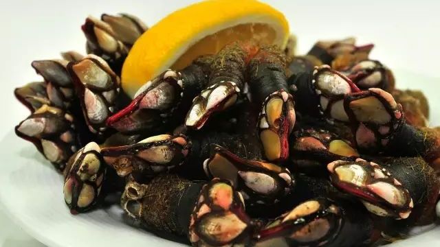 怪异"鬼脚"也能吃?贵过鲍鱼!