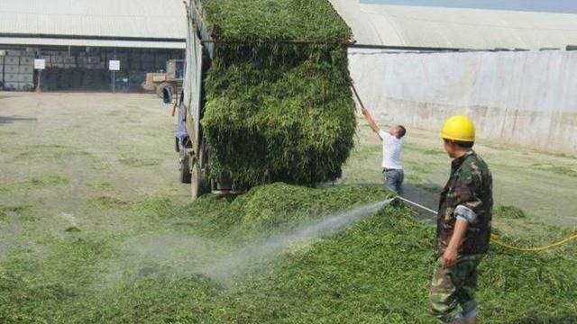 使用环保的秸秆发酵饲料,降低饲料成本50%,提高增重30%