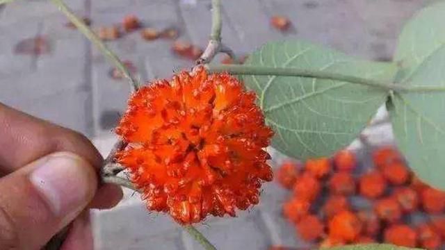 古人称"肾果",如今在农村,掉一地却没人要,见到请珍惜