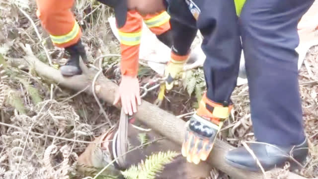男子上山采野菜掉进50米深洞后头破血流