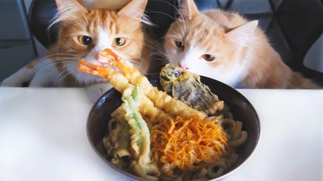 你真的会喂猫吗?从出生到老年,猫咪饮食攻略,打包带走!|猫咪|猫|猫粮_新浪新闻