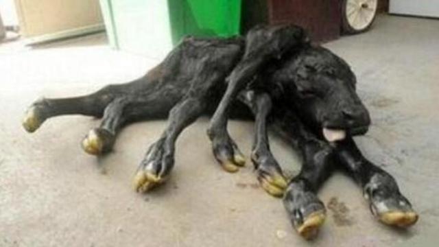 因此,遭核辐射而变异的物种是存在的,但我们不用太过担心,因为dna编码