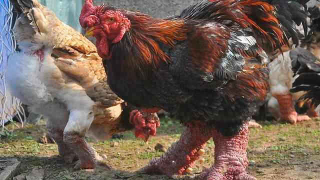 小伙花230元买的"巨脚鸡",鸡脚像穿了双"红靴子",真奇怪