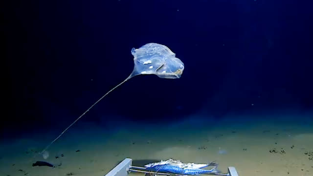 海里真的有龙吗