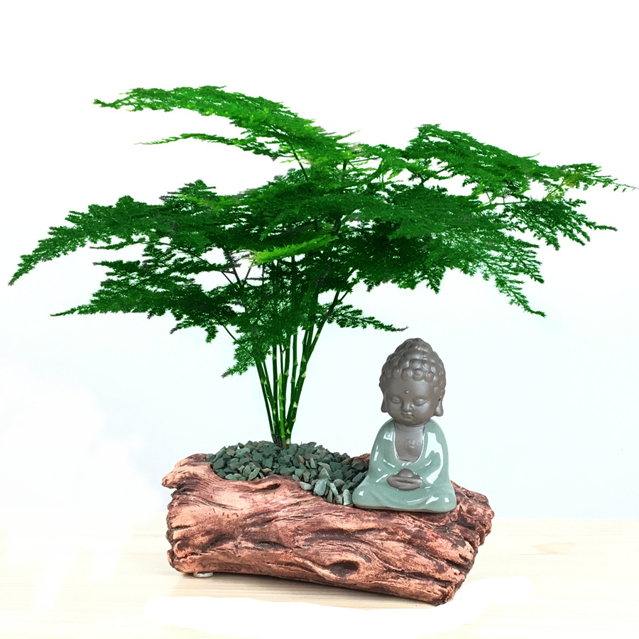 老公爱抽烟客厅里摆上此花清新空气家也有天然氧气