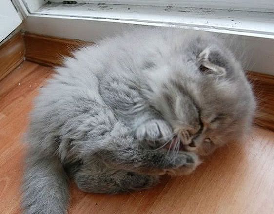 这只小奶猫真的是可爱到犯规了,就算睡觉都是蜷缩着身子,小小的一只真