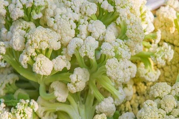 秋天这菜4元一斤,比吃大鱼大肉好,小孩常吃健脾暖胃预防感冒