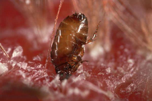 地球上10大最危险的昆虫杀人蜂第六第一每年致近200万人死亡