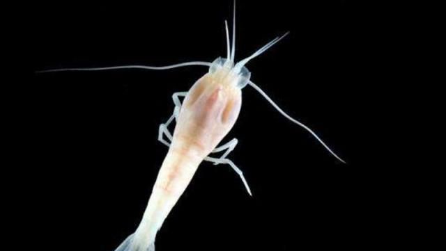 世界上最耐热的虾,生活在450度的深海火山口,这要怎么煮得熟?