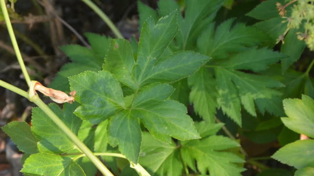 這種野生植物農(nóng)民叫它“神仙葉”，價(jià)值珍貴，城里不一定能買到