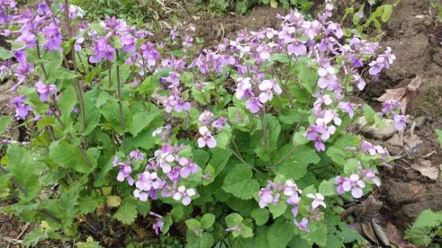诸葛菜|野草|野菜_新浪新闻