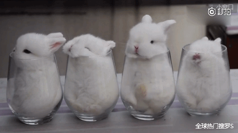 492_274gif 动态图 动图