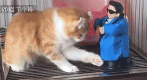 蠢萌,蛇精病喵星人动态图,关注猫了个咪(公众号:maolegm)查看,10万