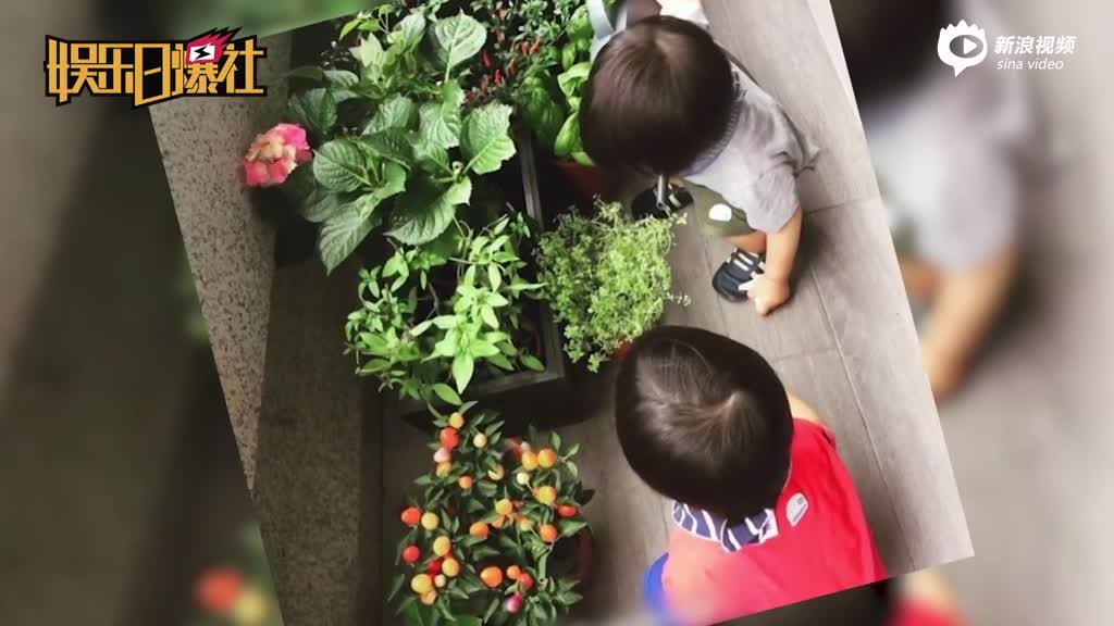 林志颖双胞胎儿子帮妈妈浇花