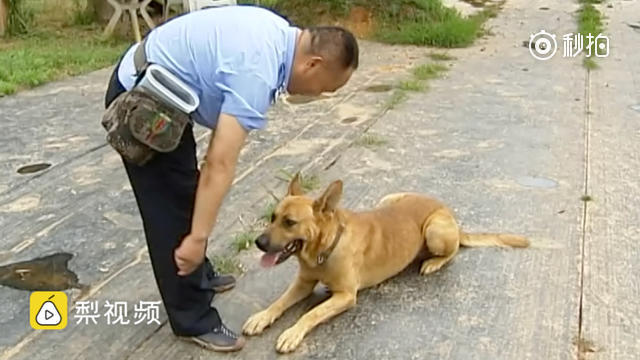 浙江杭州,10岁的退役警犬小龙在警察白雁的照顾下_手机新浪网