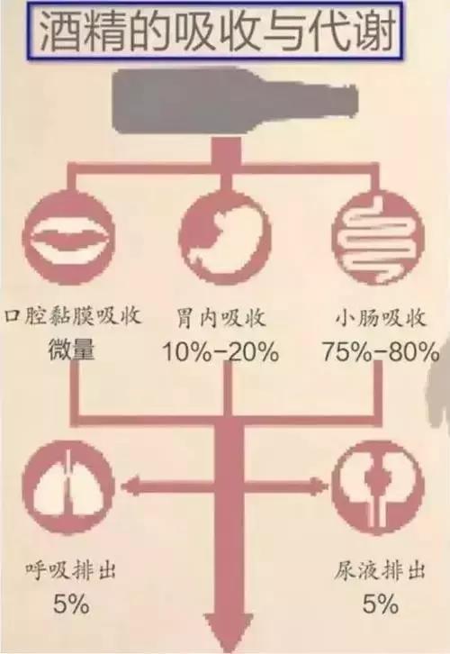 就喝了一杯啤酒 算是酒后驾车吗？