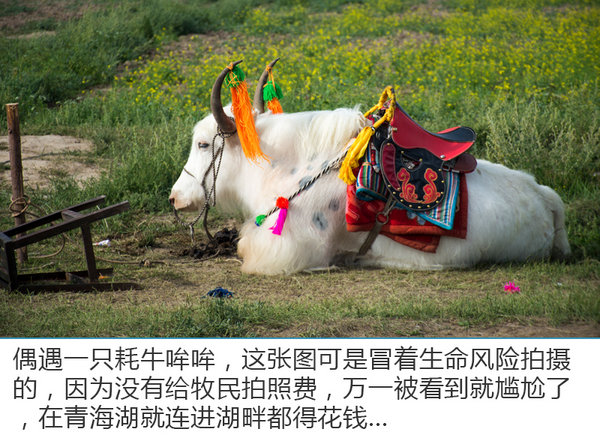 在机场做这种事也行？  科雷傲青海湖“4+2+1”活动-图11