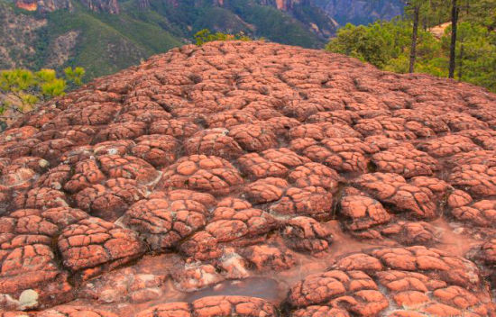 密密麻麻的石龟