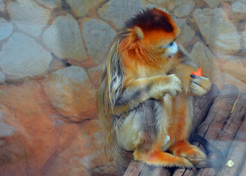金丝猴