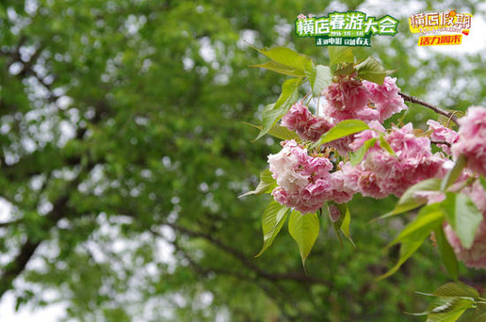 春回大地百花争艳