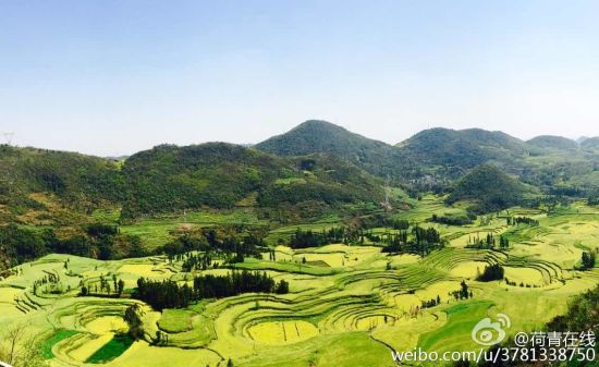 罗平油菜花远景