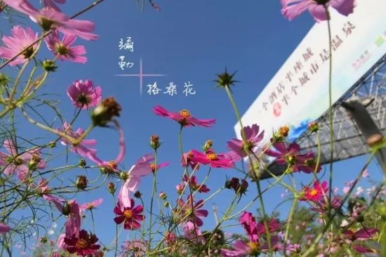 格桑花