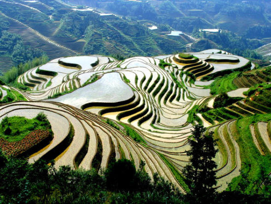 龙脊梯田 图：新浪博主/Travelzoo旅游族
