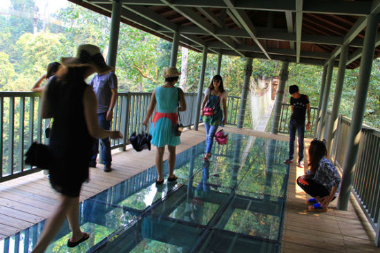 雨林廊桥刺激的玻璃走廊