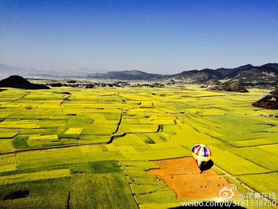 金黄的油菜花地