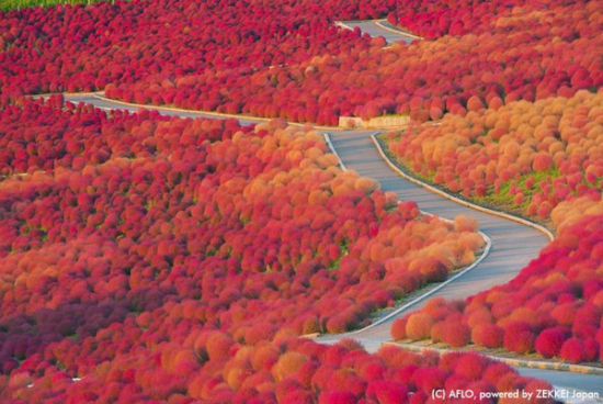 毛茸茸的红色地肤