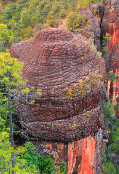 令人惊叹的“蘑菇头”