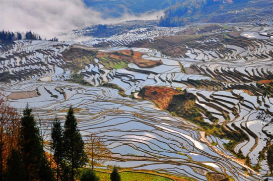 元阳梯田（来源：默墨的博客）