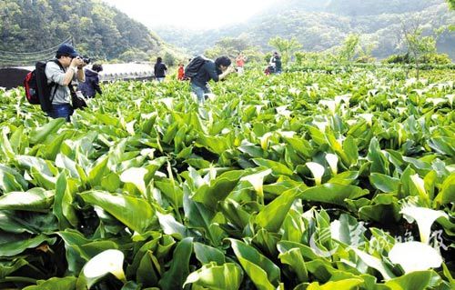 境外赏花好时节台湾看海芋狮城赏胡姬 手机新浪网