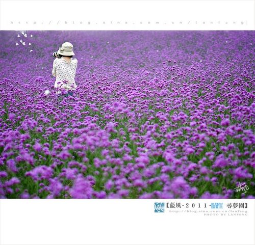 上海 寻梦园 梦幻浪漫的紫色花海 手机新浪网