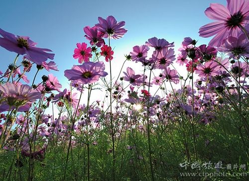 春田花花猎艳日 台湾三大黄金赏花摄影地 手机新浪网