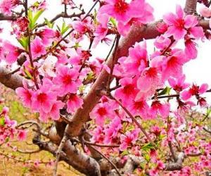 北京3月至5月赏花 踏青 春游活动汇总 图 手机新浪网