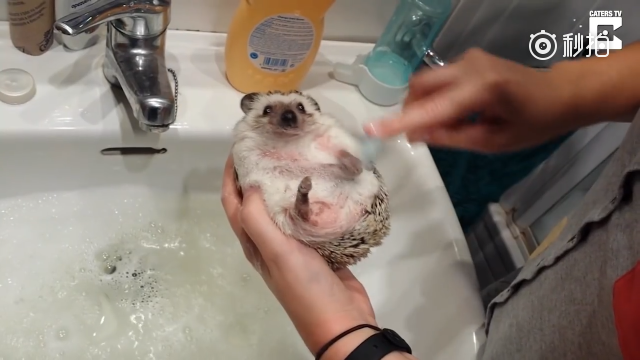 一个给刺猬洗澡的教学视频,看过就等于自己也养了