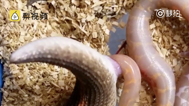 母蛇居然这样生小蛇看得鸡皮疙瘩起