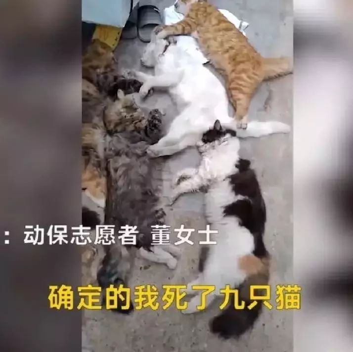 猫中毒 残忍！9条无辜的小生命就这么没了！家中9只猫被毒死中毒食物类似小孩