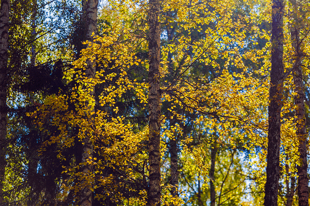 博越四驱试驾 | 在喀纳斯集齐秋天的所有颜色
